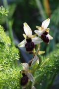 Ophrys exaltata